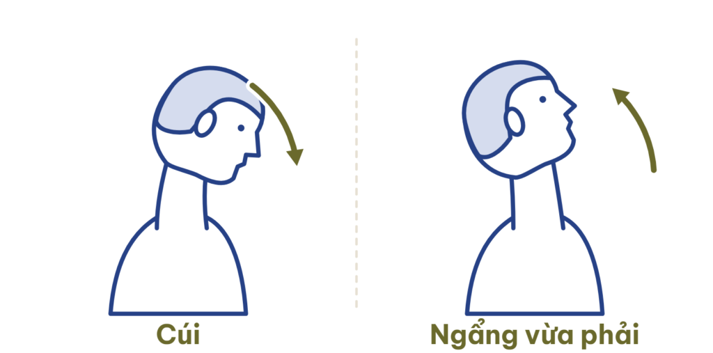 Cúi và ngẩng vừa phải, không ngửa hết cỡ